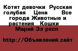 Котят девочки “Русская голубая“ › Цена ­ 0 - Все города Животные и растения » Кошки   . Марий Эл респ.